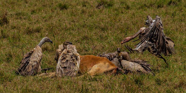 072 Masai Mara, gieren.jpg